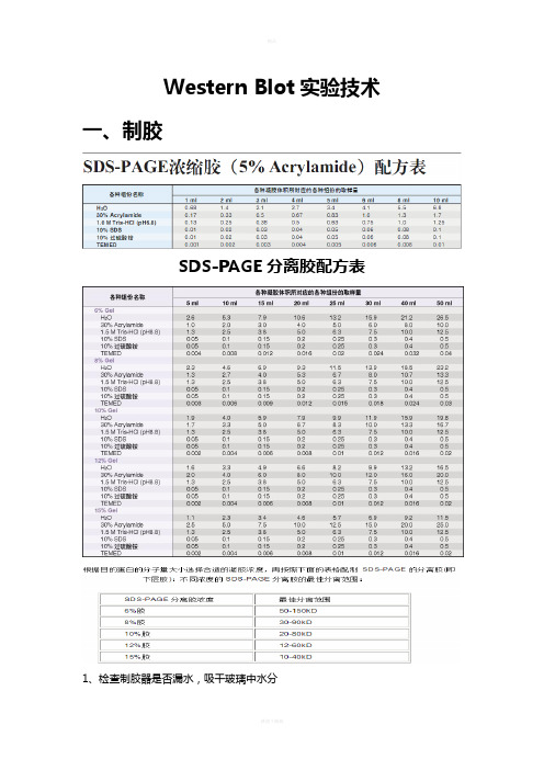 Western Blot实验详细步骤
