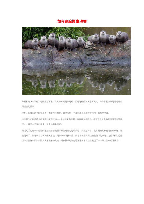 如何跟踪野生动物