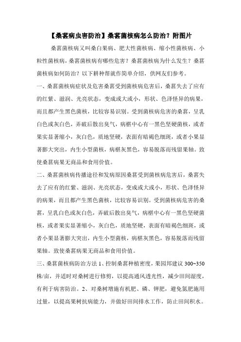 【桑葚病虫害防治】桑葚菌核病怎么防治？附图片