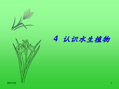 水生植物精选课件PPT