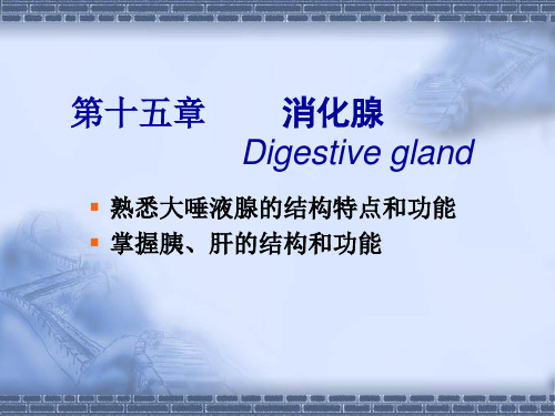 消化腺课件