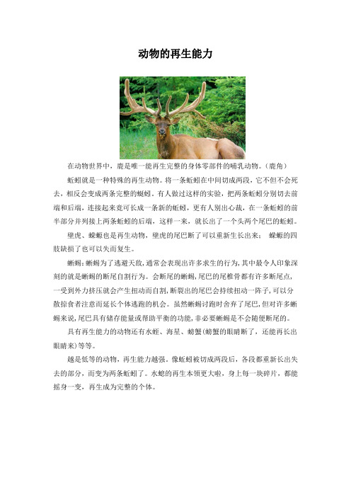 动物的再生能力