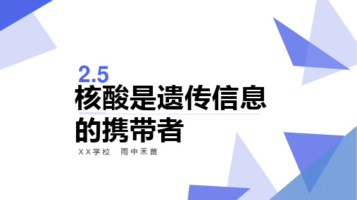 2.5 核酸是遗传信息的携带者 课件【新教材】人教版高中生物必修一(共23张PPT)