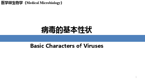 第二节 病毒的增殖