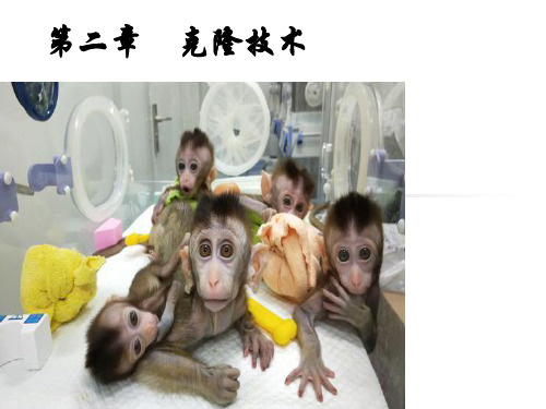 浙科版高中生物选修三第二章 第一节 什么是克隆 (2)(共19张PPT)