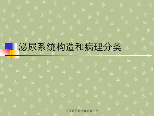 泌尿系统构造与病理分类