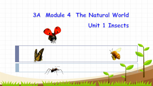 牛津上海版英语三年级上册Module 4 Unit  1《  Insects》课件