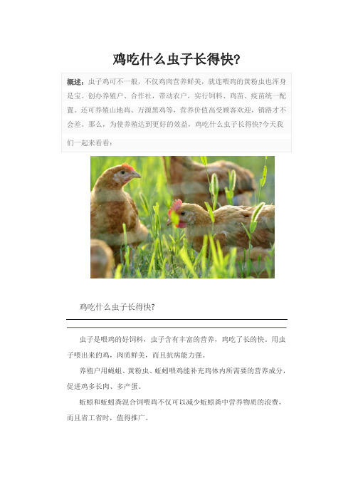 鸡吃什么虫子长得快