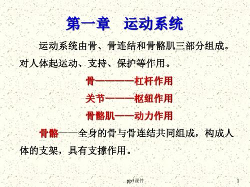 运动系统-骨学  ppt课件