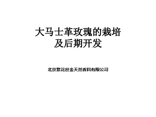 大马士革玫瑰的栽