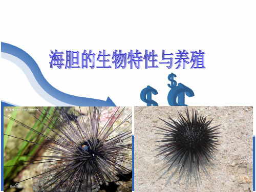海胆的生物特性与养殖