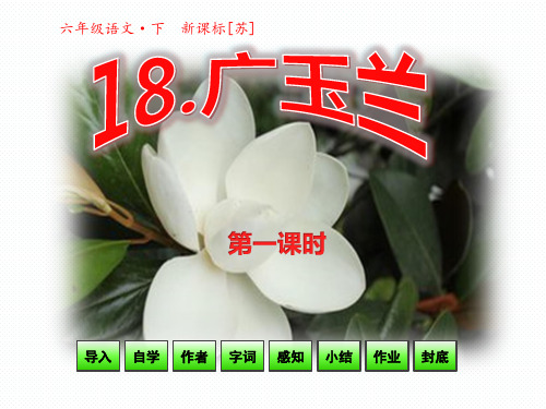 苏教版六年级语文下册《18《广玉兰》第一课时》课件