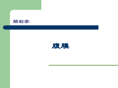 《人体解剖学》教学课件-腹膜