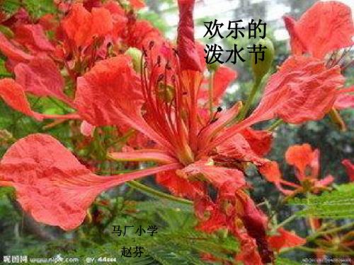 苏教版小学二年级下册语文《欢乐的泼水节》课件 