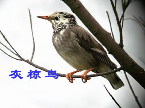 (苏教版)五年级语文下册课件 灰椋鸟 1