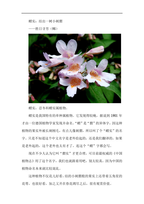 蝟实——胜日寻芳(98)有图