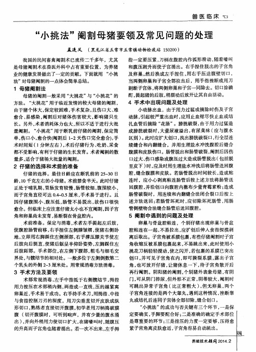 “小挑法”阉割母猪要领及常见问题的处理