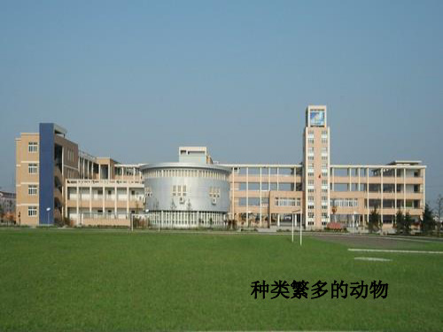 六年级上册科学课件 种类繁多的动物教科版 (共11页)PPT