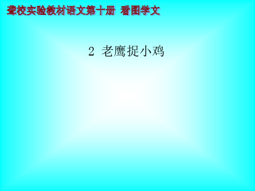 老鹰捉小鸡聋校语文 ppt课件