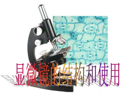 显微镜结构和使用