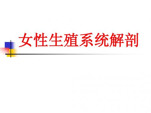 2、女性生殖系统解剖