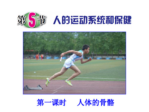 浙教版科学九年级下册3.5人的运动系统和保健课件2