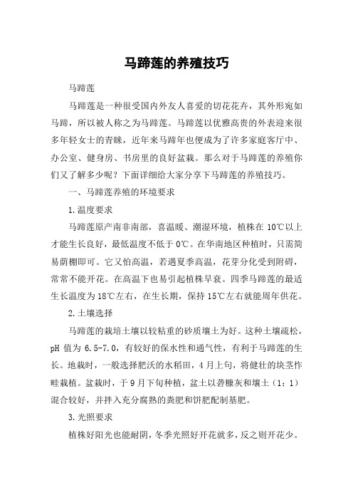 马蹄莲的养殖技巧