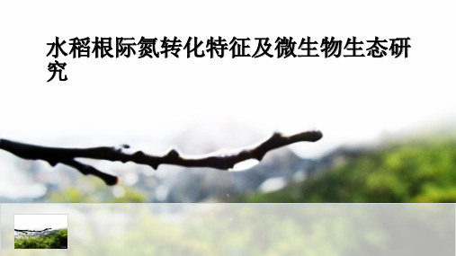 水稻根际氮转化特征及微生物生态研究