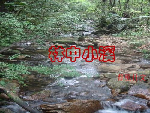 2.苏教版九年级上册林中小溪-课件