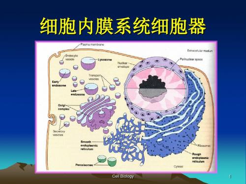 第四节 内膜系统