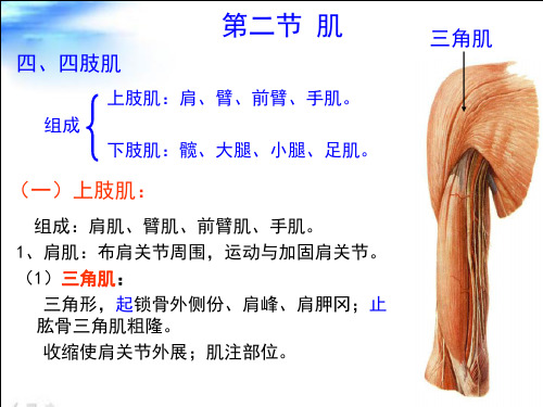 四肢肌课件