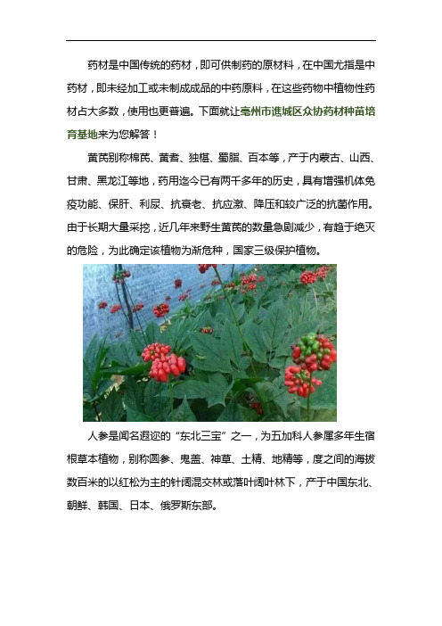 东北可以种植什么药材