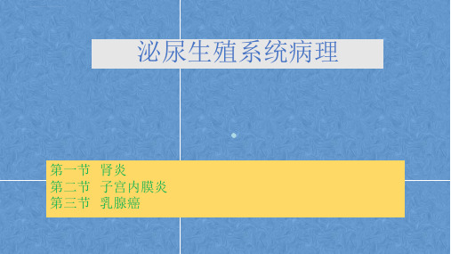 泌尿生殖系统病理课件