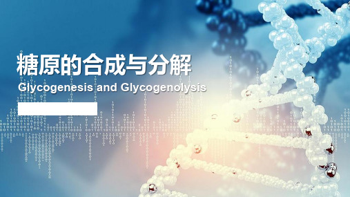 4.6 糖原合成与分解