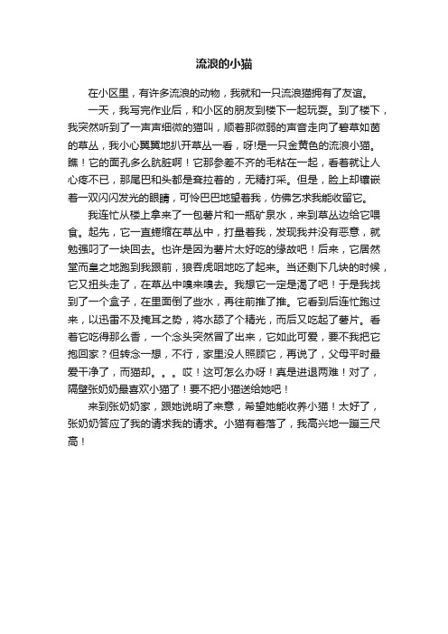 流浪的小猫