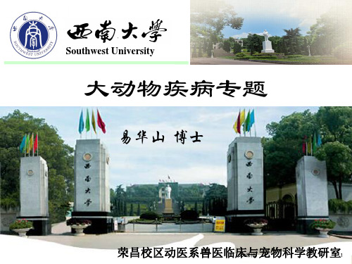 马与马术运动概述  ppt课件