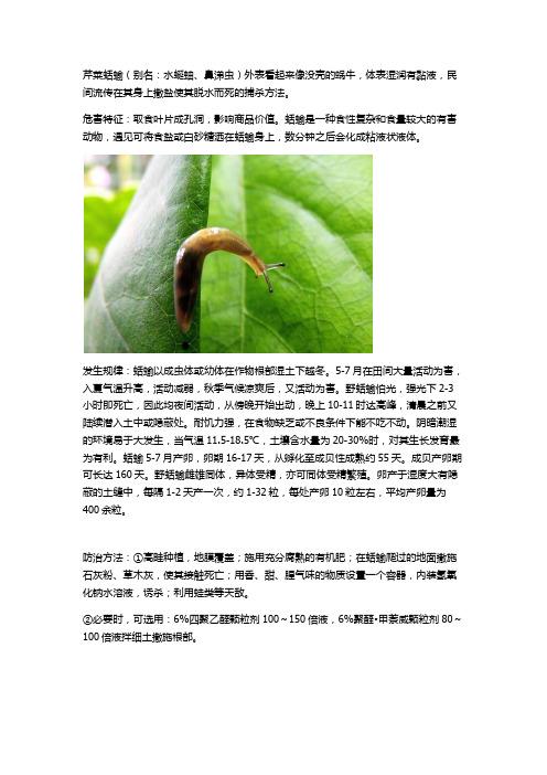 小农人分享芹菜蛞蝓的防治与特征