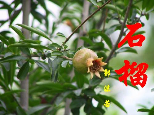 语文版七年级下册：1.《石榴》课件