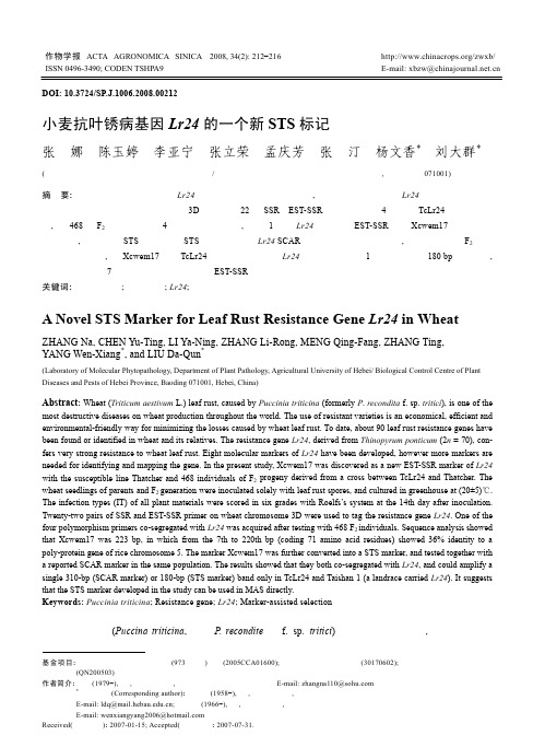 小麦抗叶锈病基因Lr24的一个新STS标记