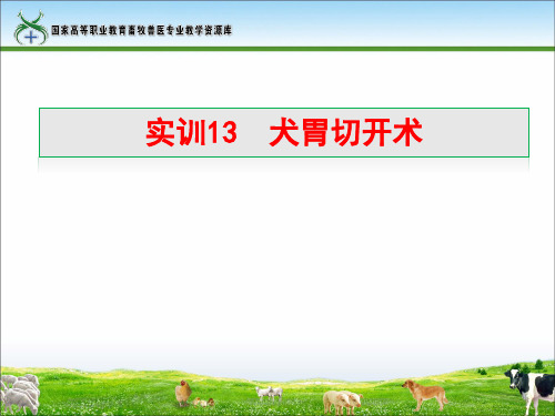 实训13犬胃切开术.