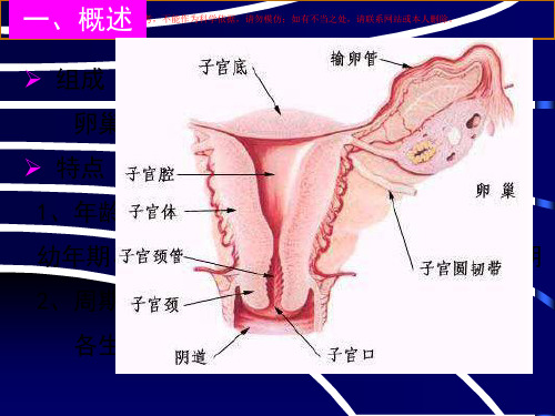 组织学和胚胎学女性生殖系统课件