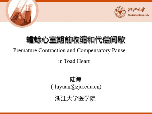 蟾蜍心室期前收缩和代偿间歇_陆源X-浙江大学
