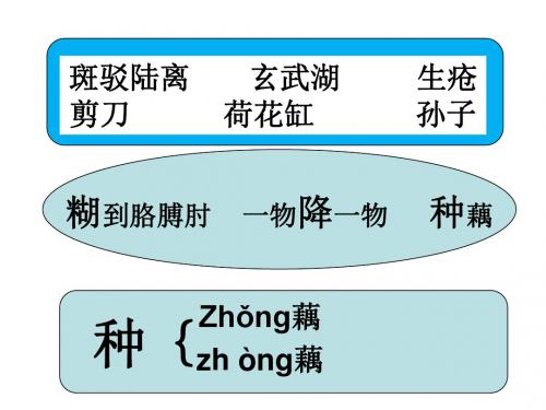 莲叶青青PPT