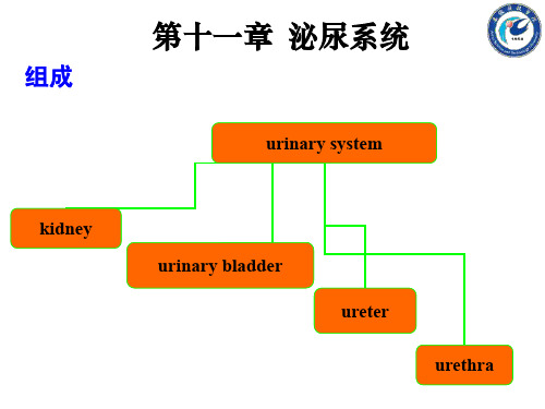 大学组织胚胎学泌尿系统