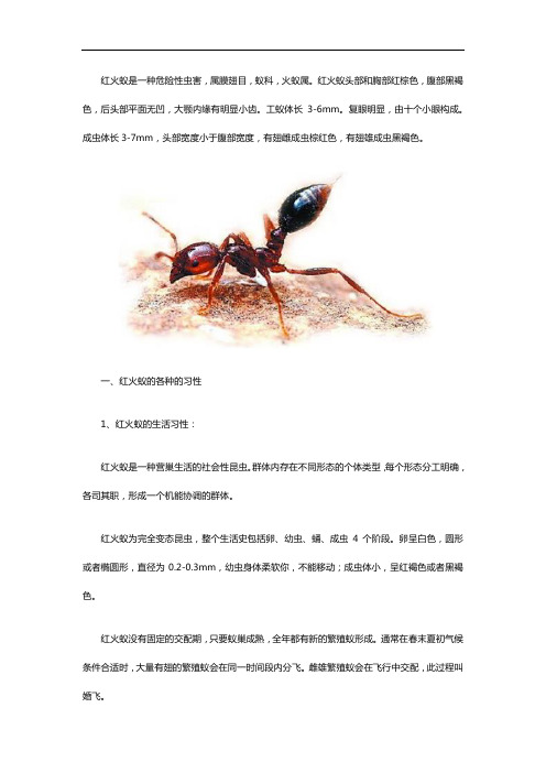 红火蚁的习性介绍、咬伤处理及防治办法与注意事项