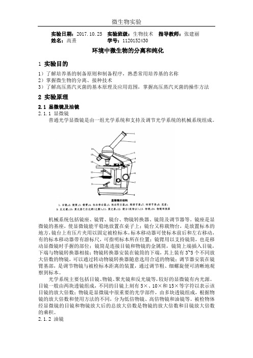 微生物的观察及革兰氏染色