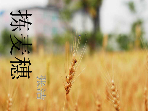 《拣麦穗》ppt课件