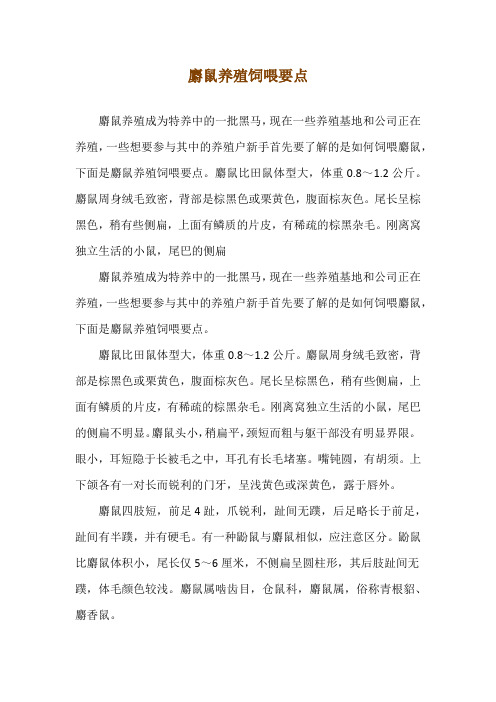 麝鼠养殖饲喂要点