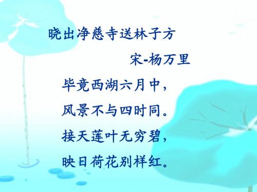 沪教版二年级荷花课件