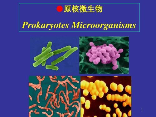 (推荐)《显微镜下微生物原》PPT课件